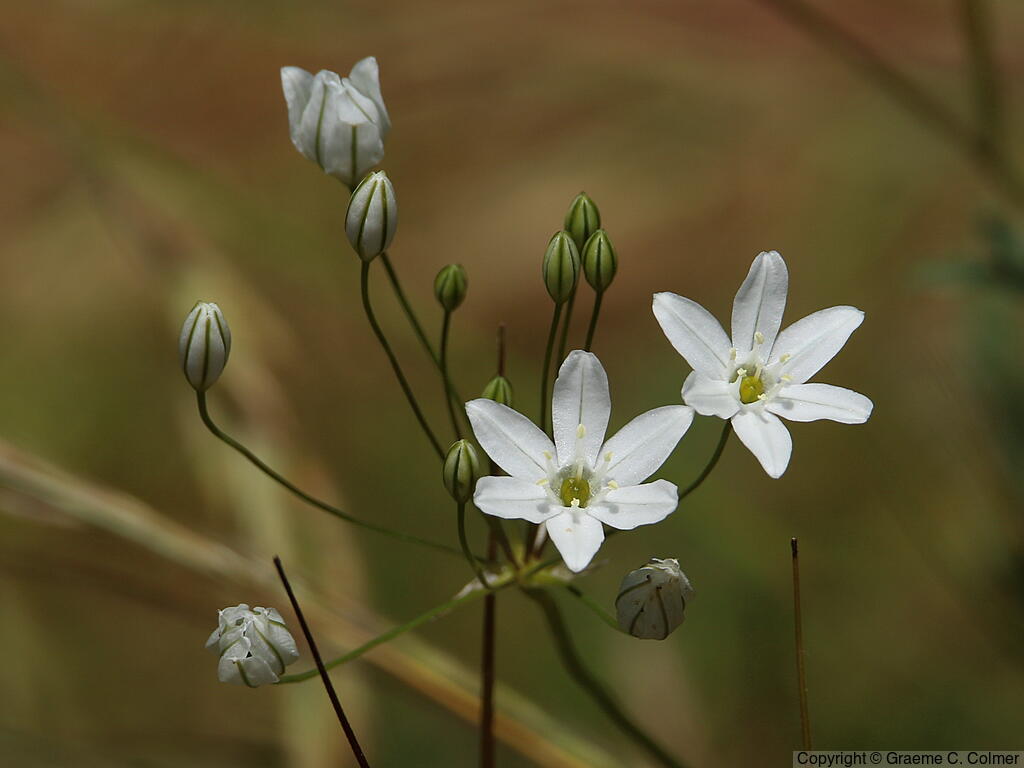 White Brodiaea (Triteleia hyacinthina) - White Brodiaea