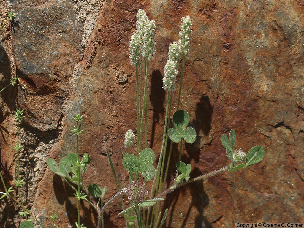 Dotseed Plantain (Plantago erecta) - Dotseed Plantain