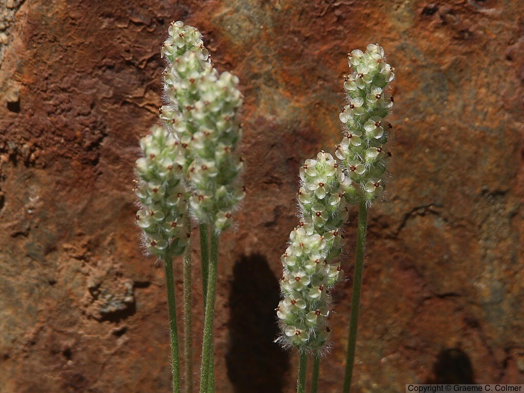 Dotseed Plantain (Plantago erecta) - Dotseed Plantain
