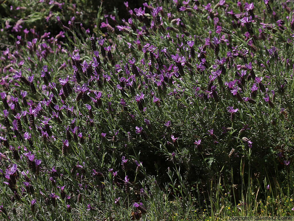 French Lavender (Lavandula stoechas) - French Lavender