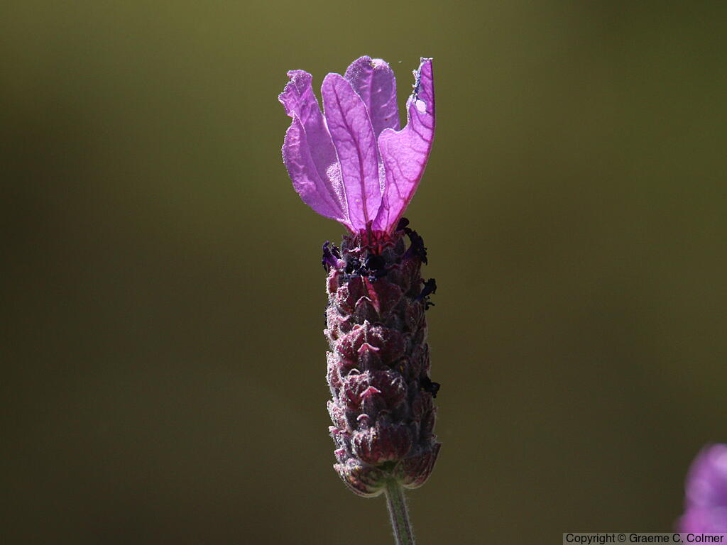 French Lavender (Lavandula stoechas) - French Lavender