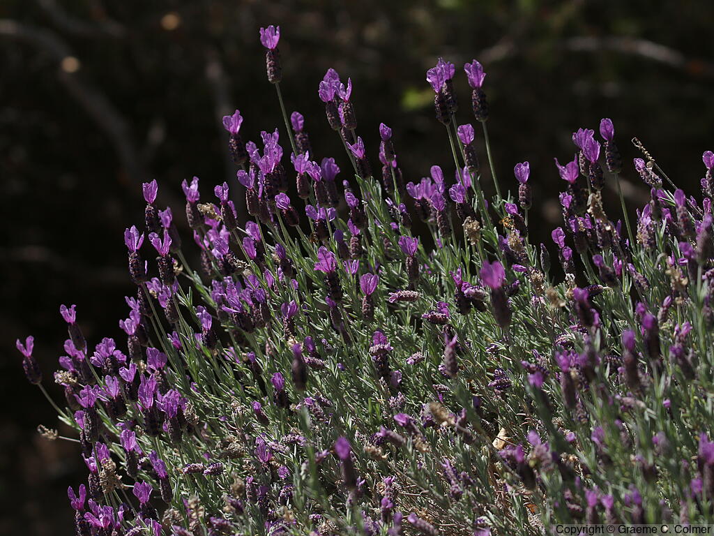 French Lavender (Lavandula stoechas) - French Lavender