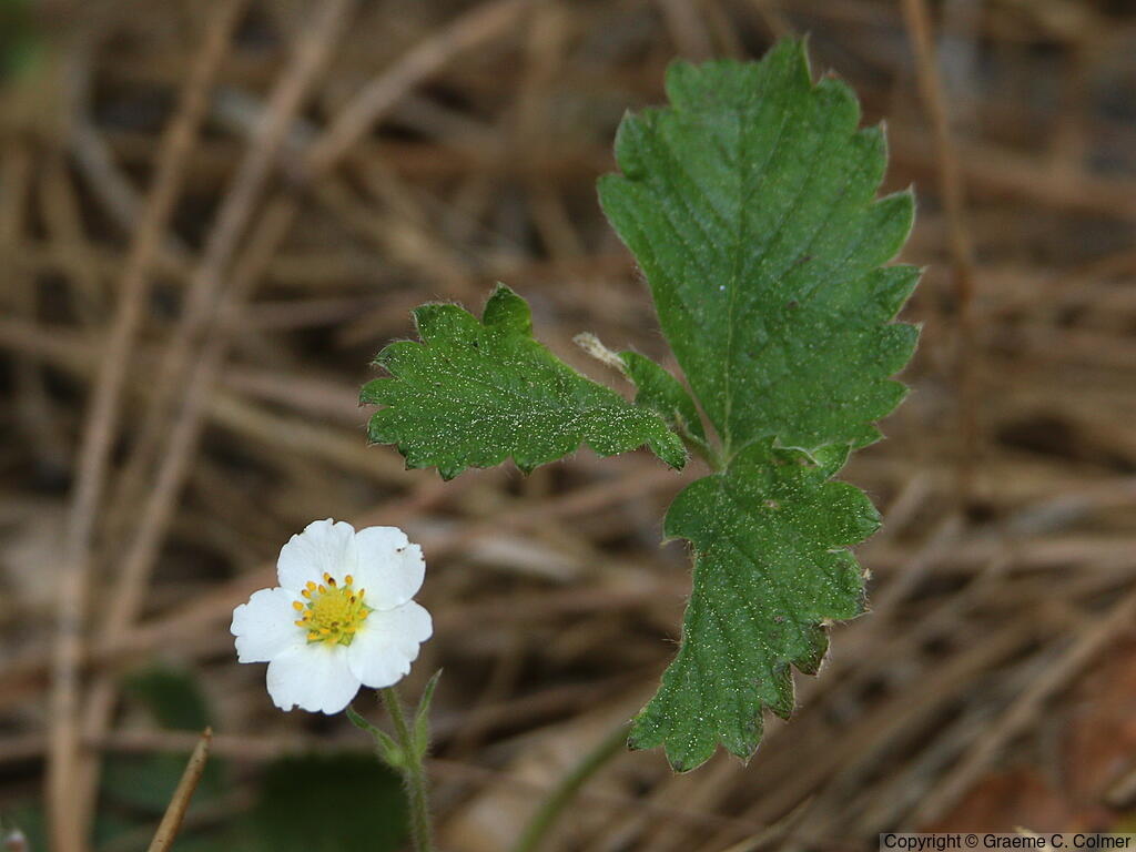 Woodland Strawberry (Fragaria vesca) - Woodland Strawberry