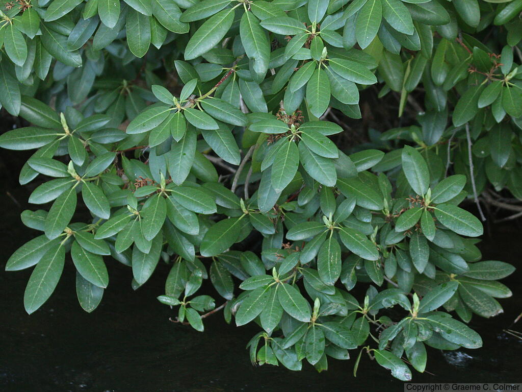 Alpine-rose (Rhododendron ferrugineum) - Alpine-rose