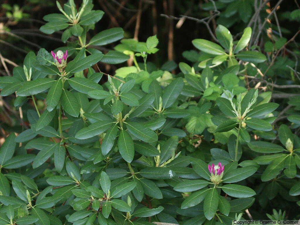 Alpine-rose (Rhododendron ferrugineum) - Alpine-rose