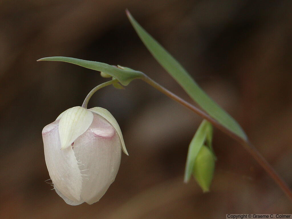 White Fairy-lantern (Calochortus albus) - White Fairy-lantern