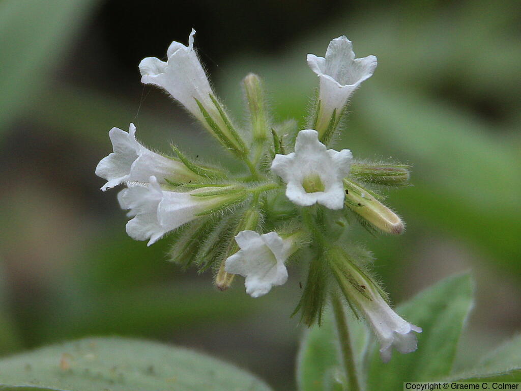 Violet Draperia (Draperia systyla) - Violet Draperia