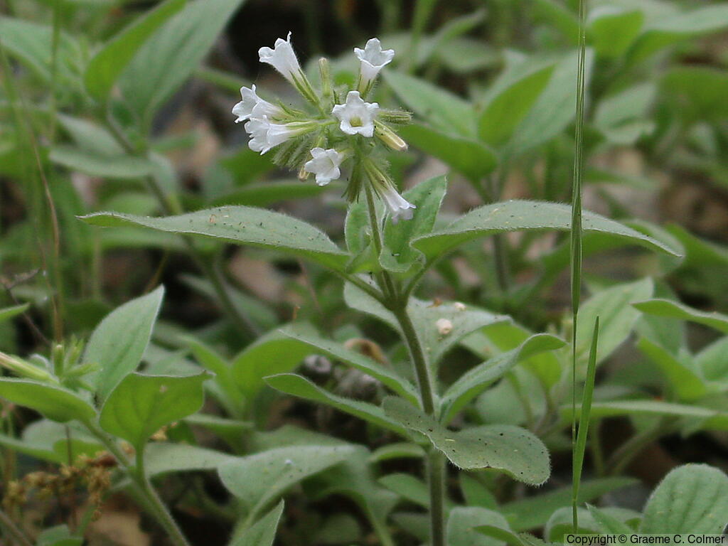 Violet Draperia (Draperia systyla) - Violet Draperia