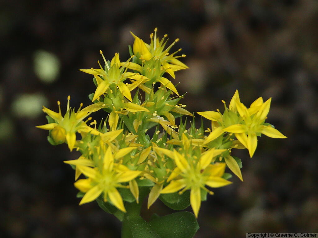 Broadleaf Stonecrop (Sedum spathulifolium) - Broadleaf Stonecrop