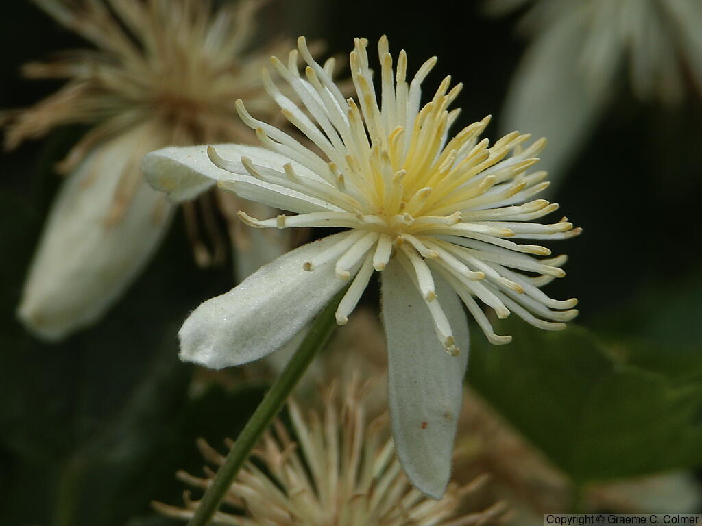 Pipestem Clematis (Clematis lasiantha) - Pipestem Clematis