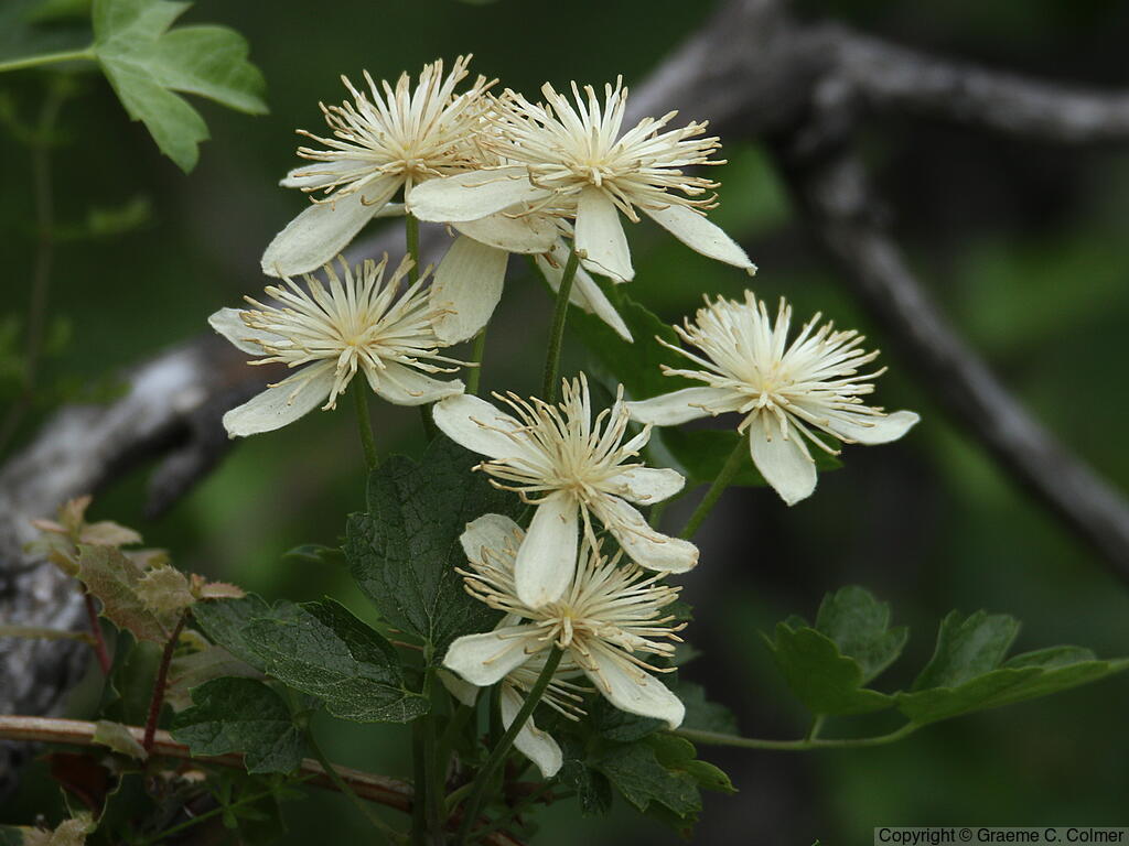 Pipestem Clematis (Clematis lasiantha) - Pipestem Clematis