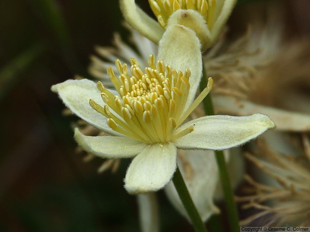 Pipestem Clematis (Clematis lasiantha) - Pipestem Clematis