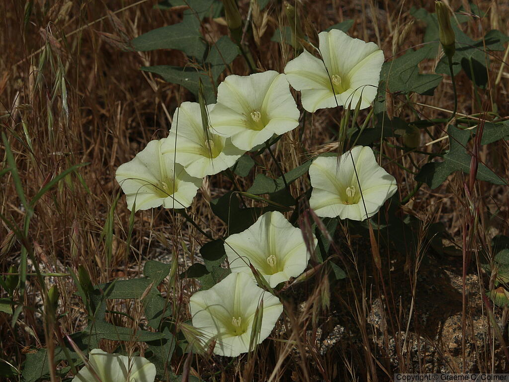Chaparral False Bindweed (Calystegia occidentalis) - Chaparral False Bindweed
