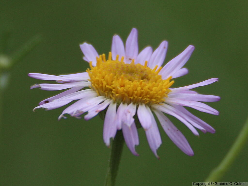 Leafy Fleabane (Erigeron foliosus) - Leafy Fleabane