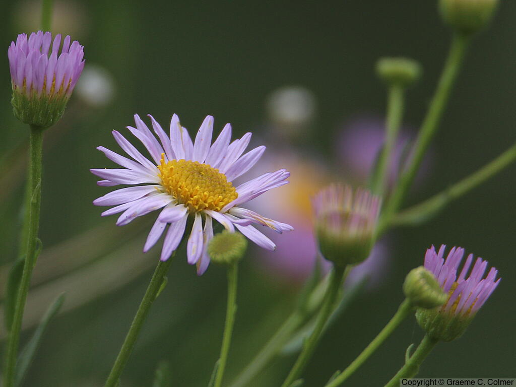 Leafy Fleabane (Erigeron foliosus) - Leafy Fleabane