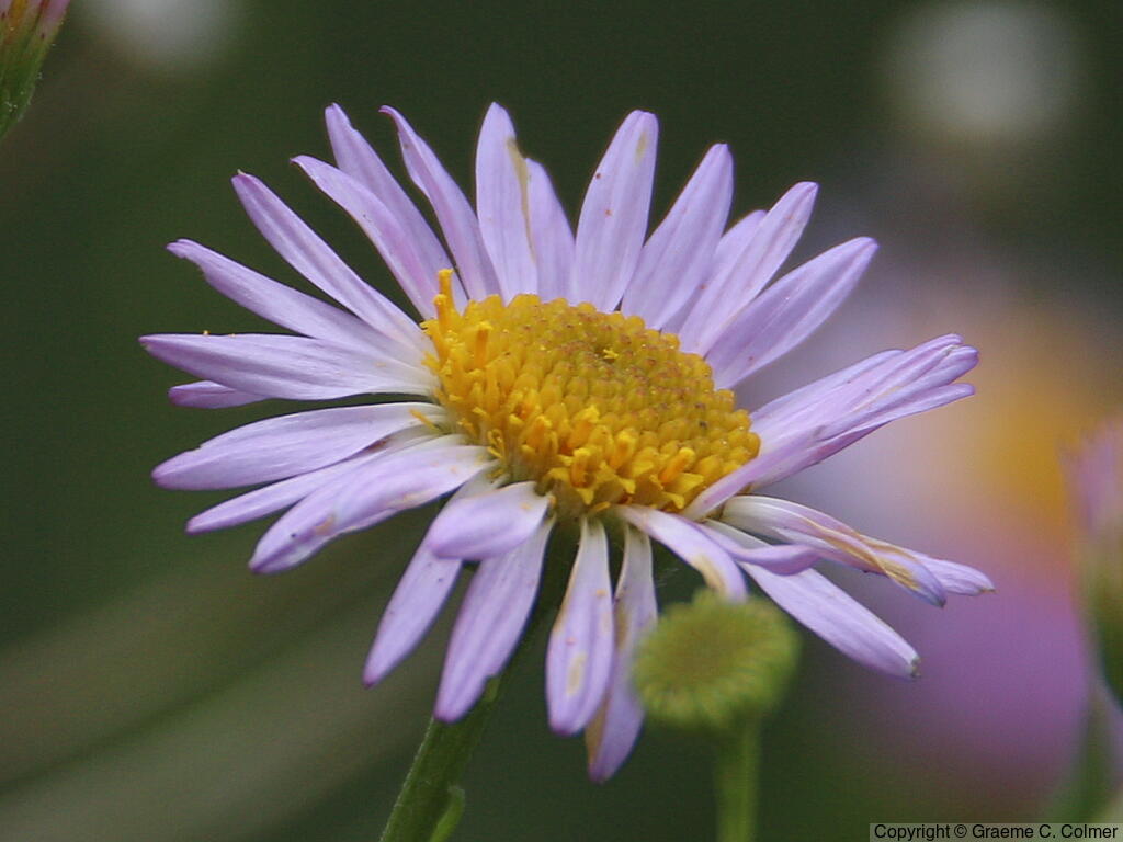 Leafy Fleabane (Erigeron foliosus) - Leafy Fleabane