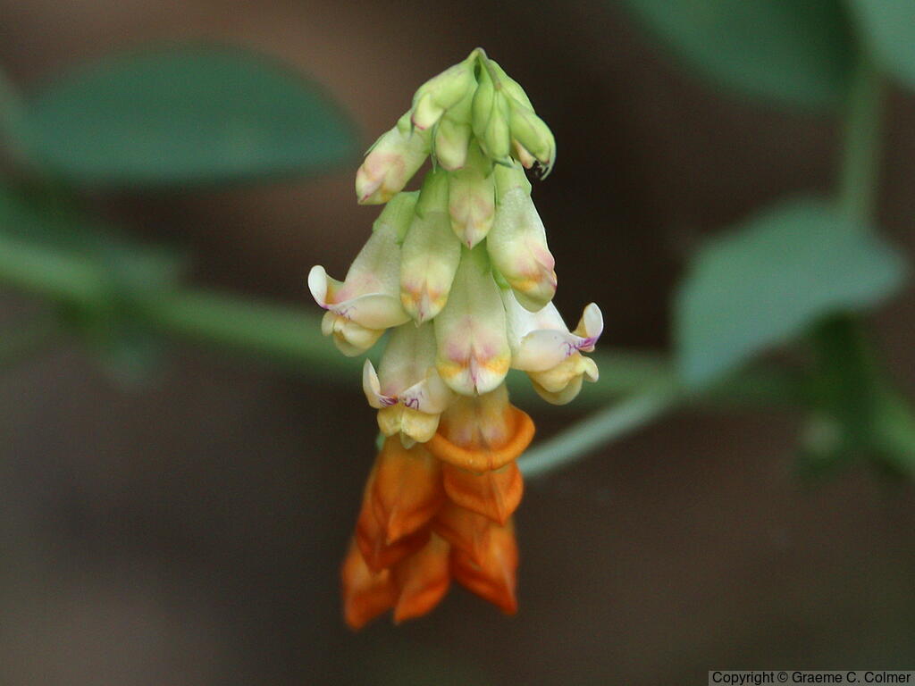 Snub Pea (Lathyrus sulphureus) - Snub Pea