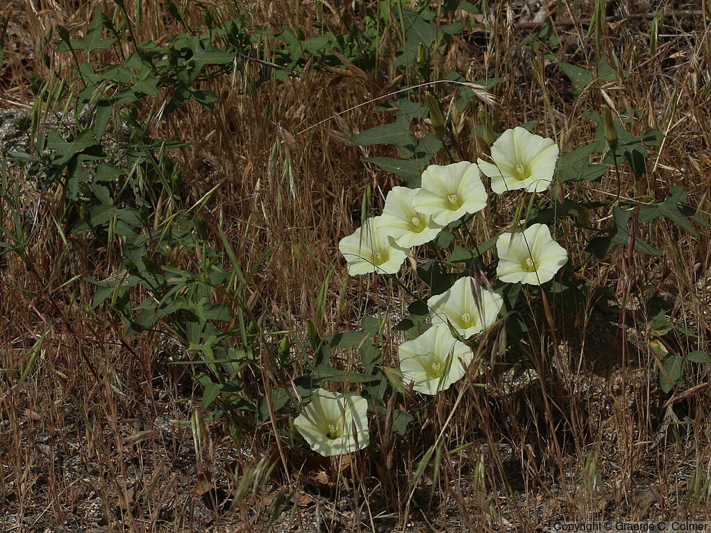 Chaparral False Bindweed (Calystegia occidentalis) - Chaparral False Bindweed