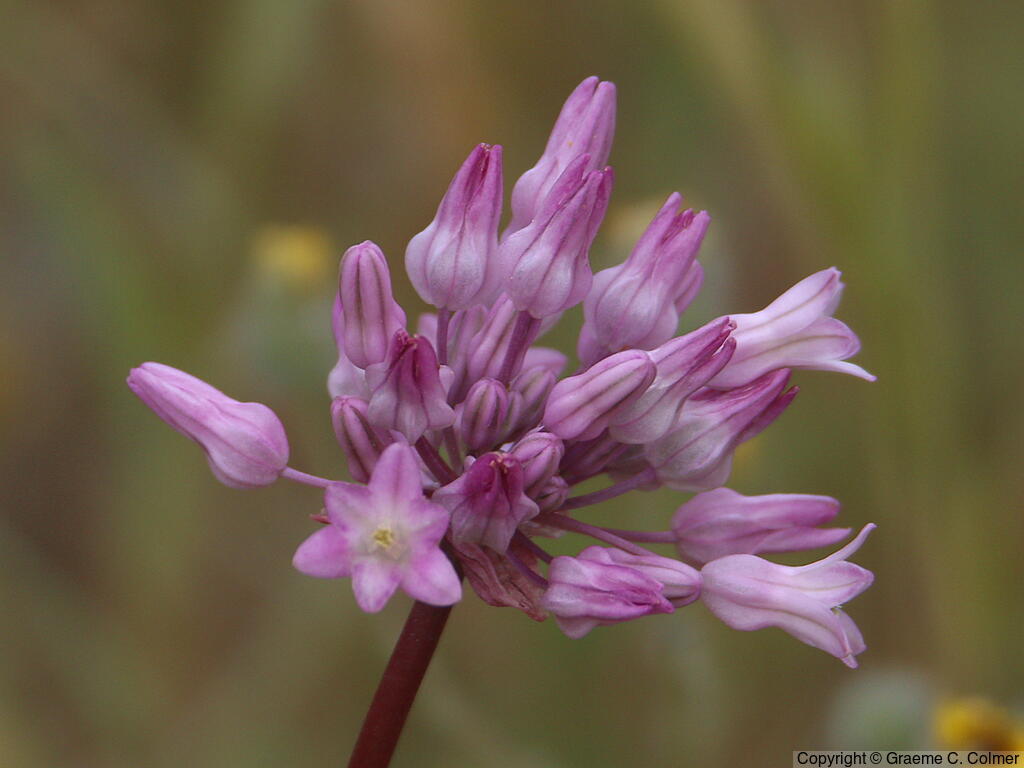 Twining Snakelily (Dichelostemma volubile) - Twining Snakelily