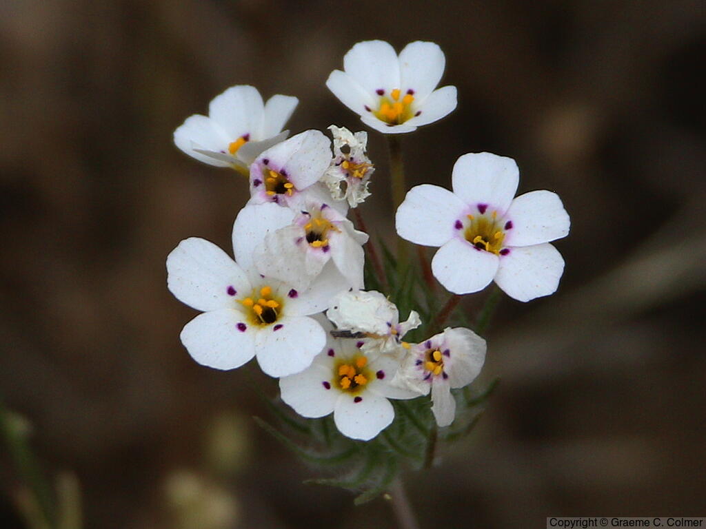 Mustang Clover (Leptosiphon montanus) - Mustang Clover