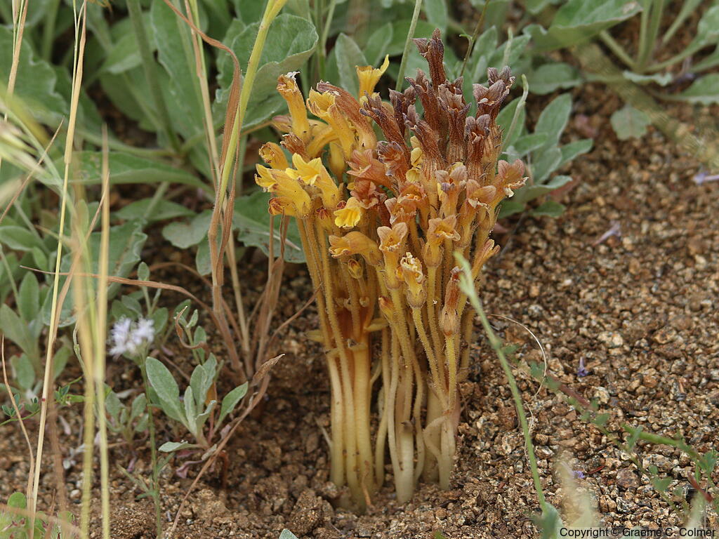 Clustered Broom-rape (Orobanche fasciculata) - Clustered Broomrape