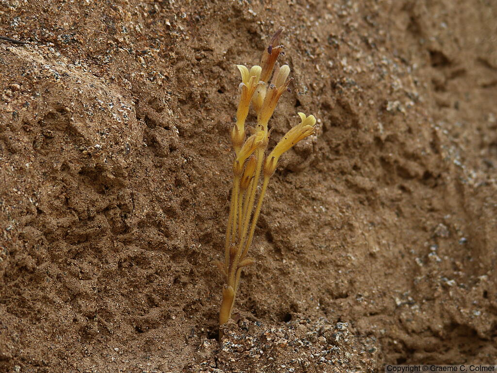 Clustered Broom-rape (Orobanche fasciculata) - Clustered Broomrape