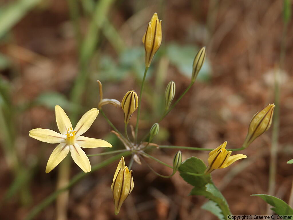 Prettyface (Triteleia ixioides) - Prettyface