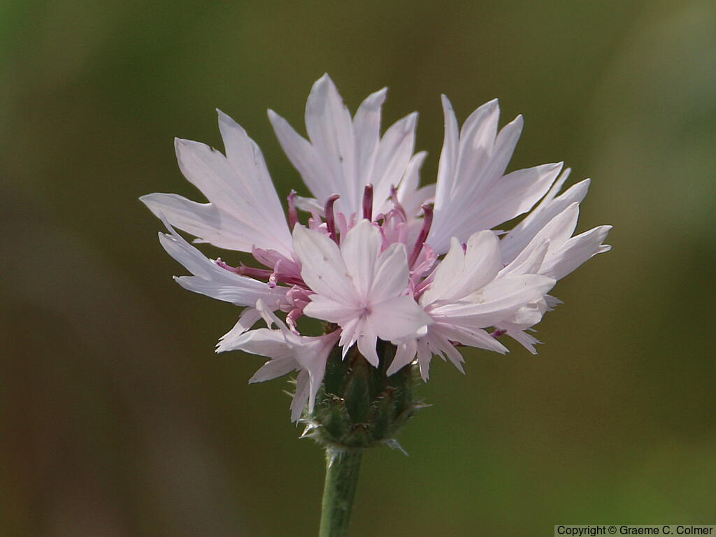 Garden Cornflower (Centaurea cyanus) - Garden Cornflower