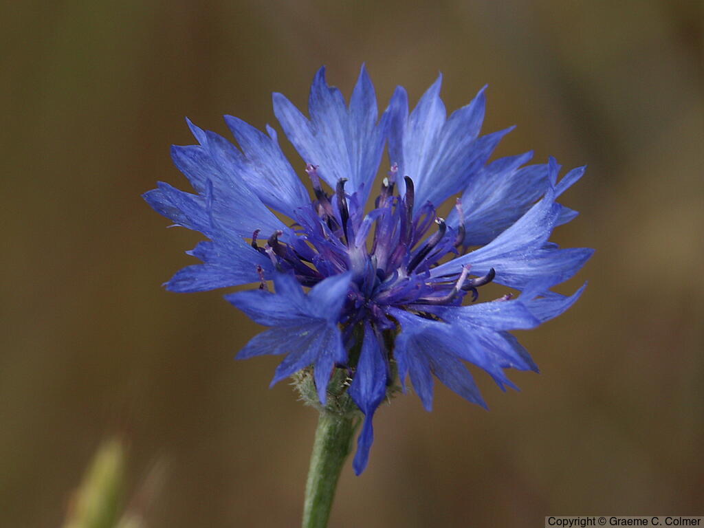 Garden Cornflower (Centaurea cyanus) - Garden Cornflower