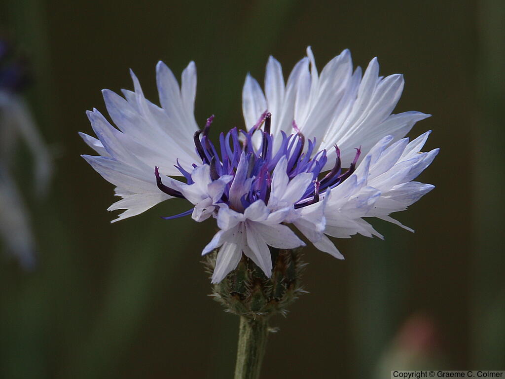 Garden Cornflower (Centaurea cyanus) - Garden Cornflower