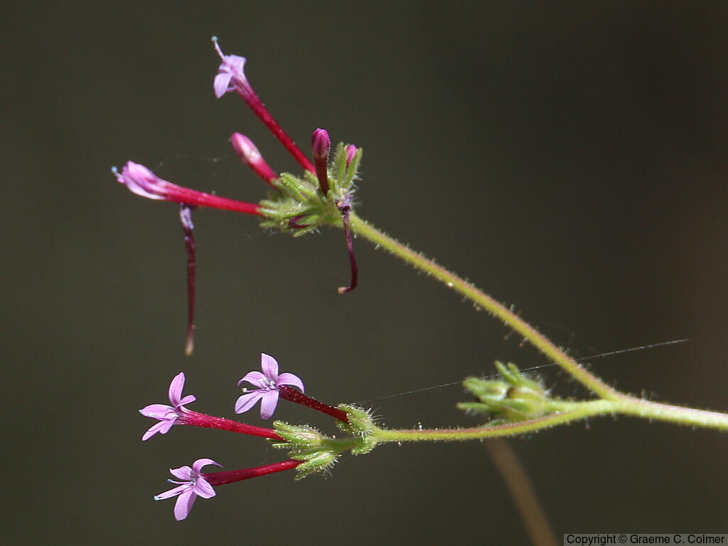 Purple False Gilyflower (Allophyllum divaricatum) - Purple False Gilyflower