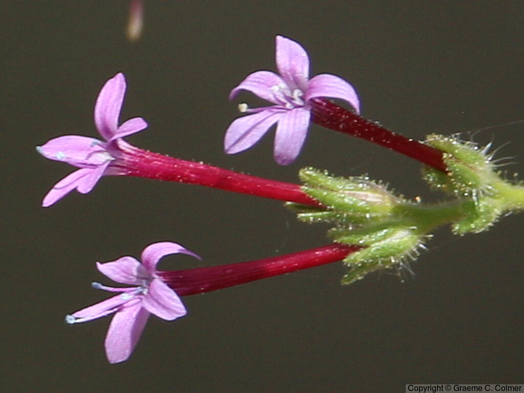 Purple False Gilyflower (Allophyllum divaricatum) - Purple False Gilyflower