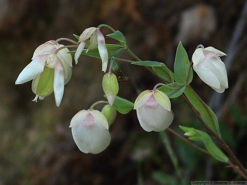 White Fairy-lantern (Calochortus albus) - White Fairy-lantern