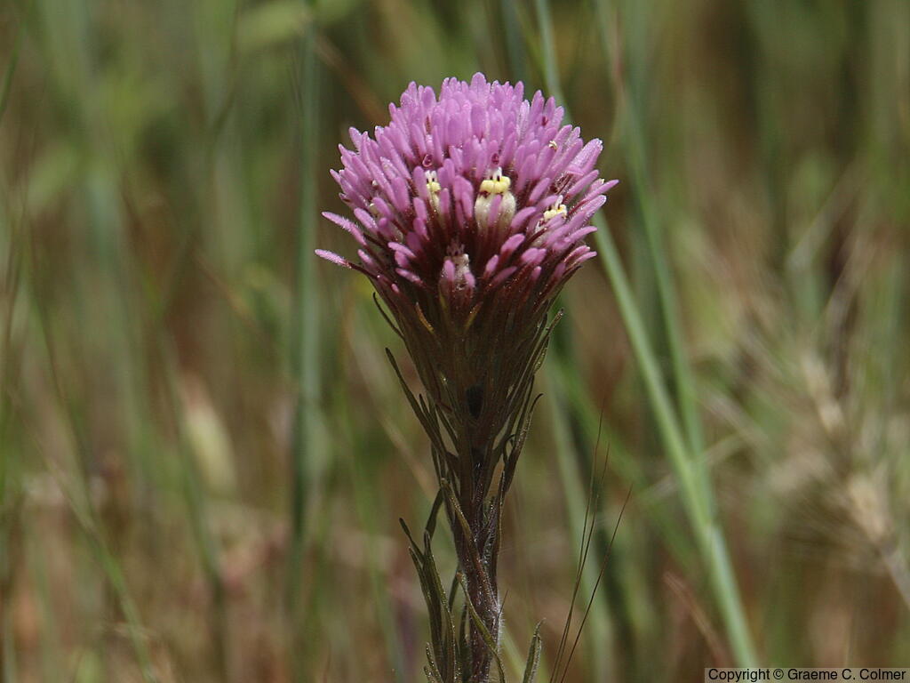 Exserted Indian Paintbrush (Castilleja exserta) - Exserted Indian Paintbrush