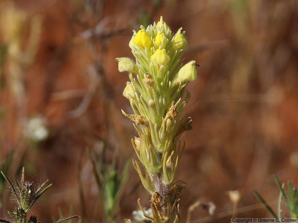 Hairy Indian Paintbrush (Castilleja tenuis) - Hairy Indian Paintbrush