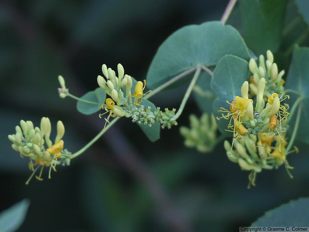 Chaparral Honeysuckle (Lonicera interrupta) - Chaparral Honeysuckle