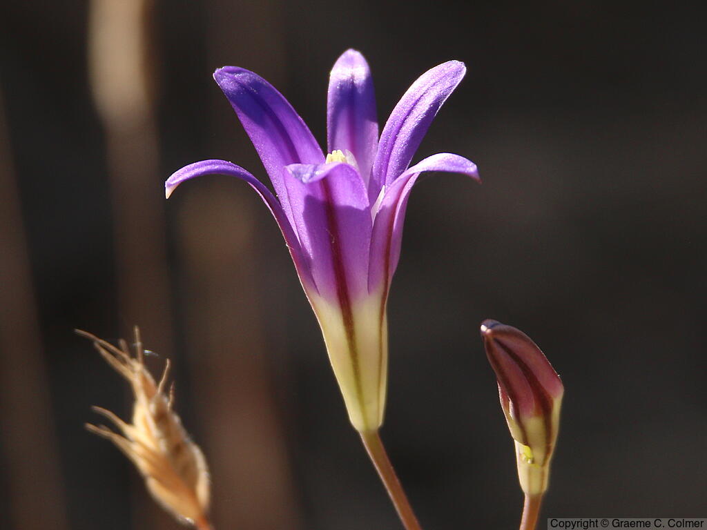 Crown Brodiaea (Brodiaea coronaria) - Crown Brodiaea