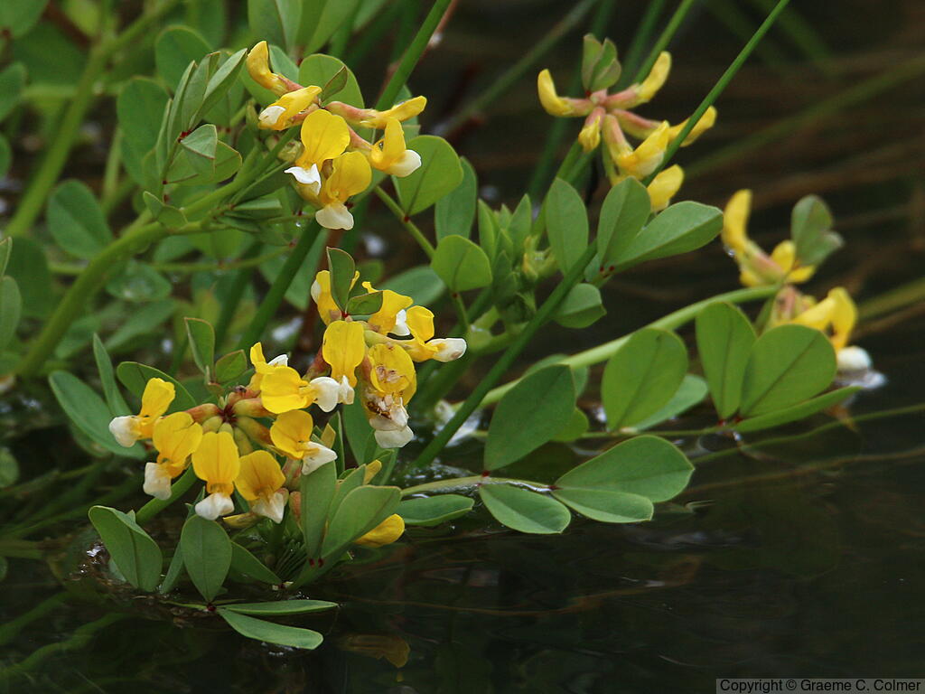 Streambank Bird's-foot Trefoil (Hosackia oblongifolia) - Streambank Bird's-foot Trefoil