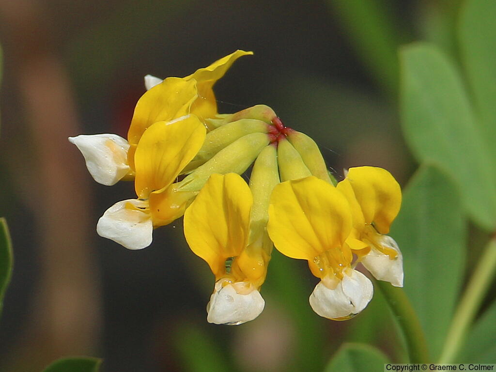 Streambank Bird's-foot Trefoil (Hosackia oblongifolia) - Streambank Bird's-foot Trefoil