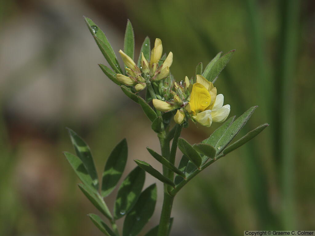 Streambank Bird's-foot Trefoil (Hosackia oblongifolia) - Streambank Bird's-foot Trefoil