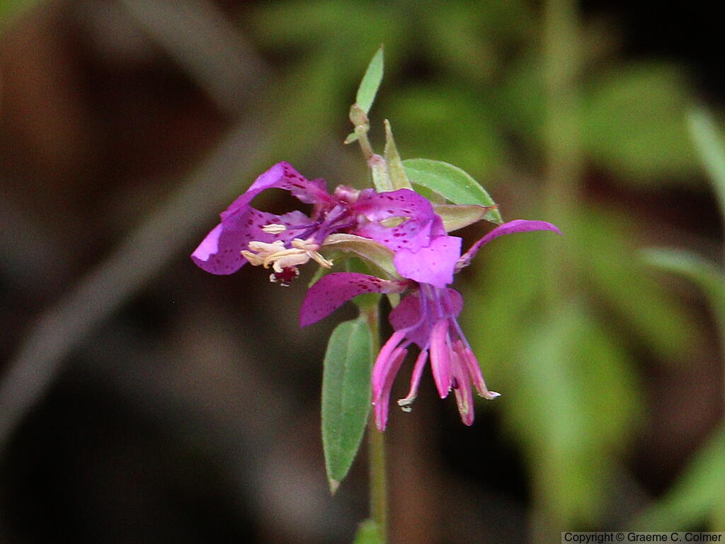 Diamond Clarkia (Clarkia rhomboidea) - Diamond Clarkia