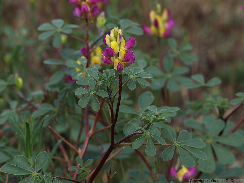 Harlequin Annual Lupine (Lupinus stiversii) - Harlequin Lupine