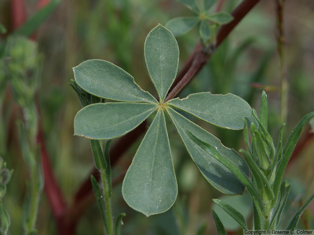 Harlequin Annual Lupine (Lupinus stiversii) - Harlequin Lupine