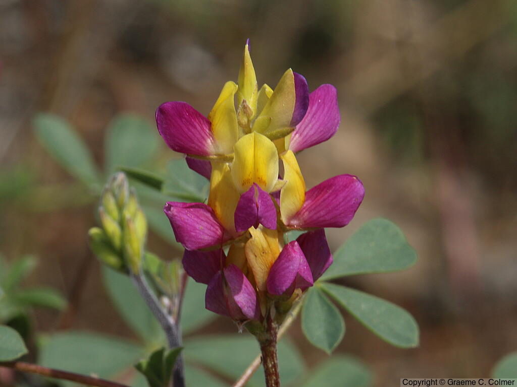 Harlequin Annual Lupine (Lupinus stiversii) - Harlequin Lupine