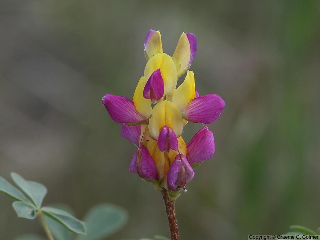 Harlequin Annual Lupine (Lupinus stiversii) - Harlequin Lupine