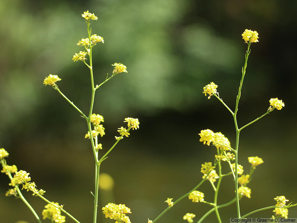 Black Mustard (Brassica nigra) - Black Mustard