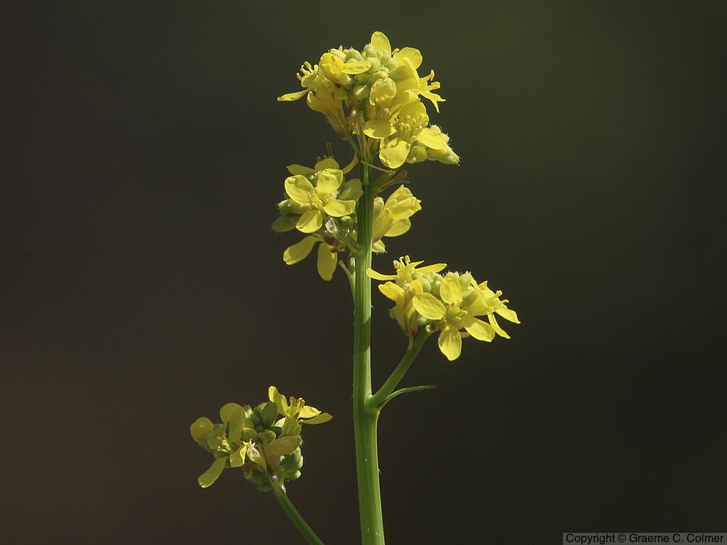 Black Mustard (Brassica nigra) - Black Mustard