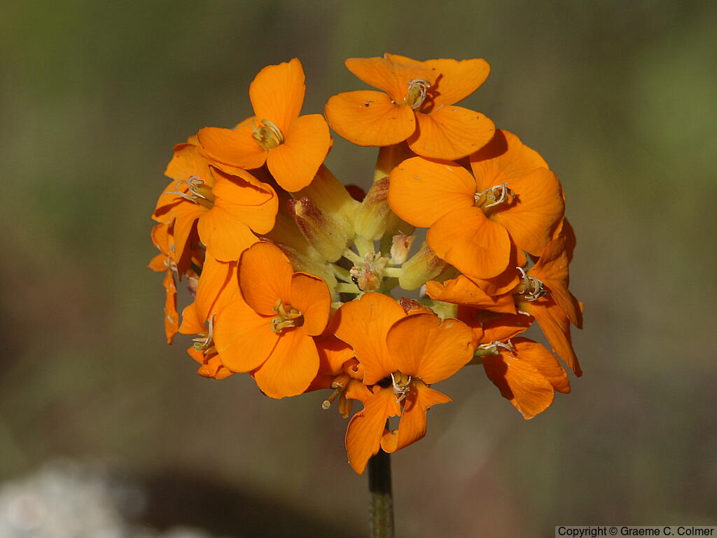 Coast Wallflower (Erysimum capitatum) - Western wallflower