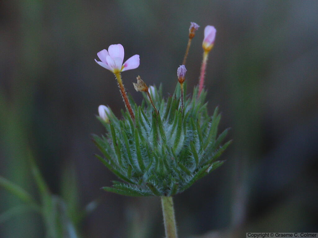 True Babystars (Leptosiphon bicolor) - True Babystars