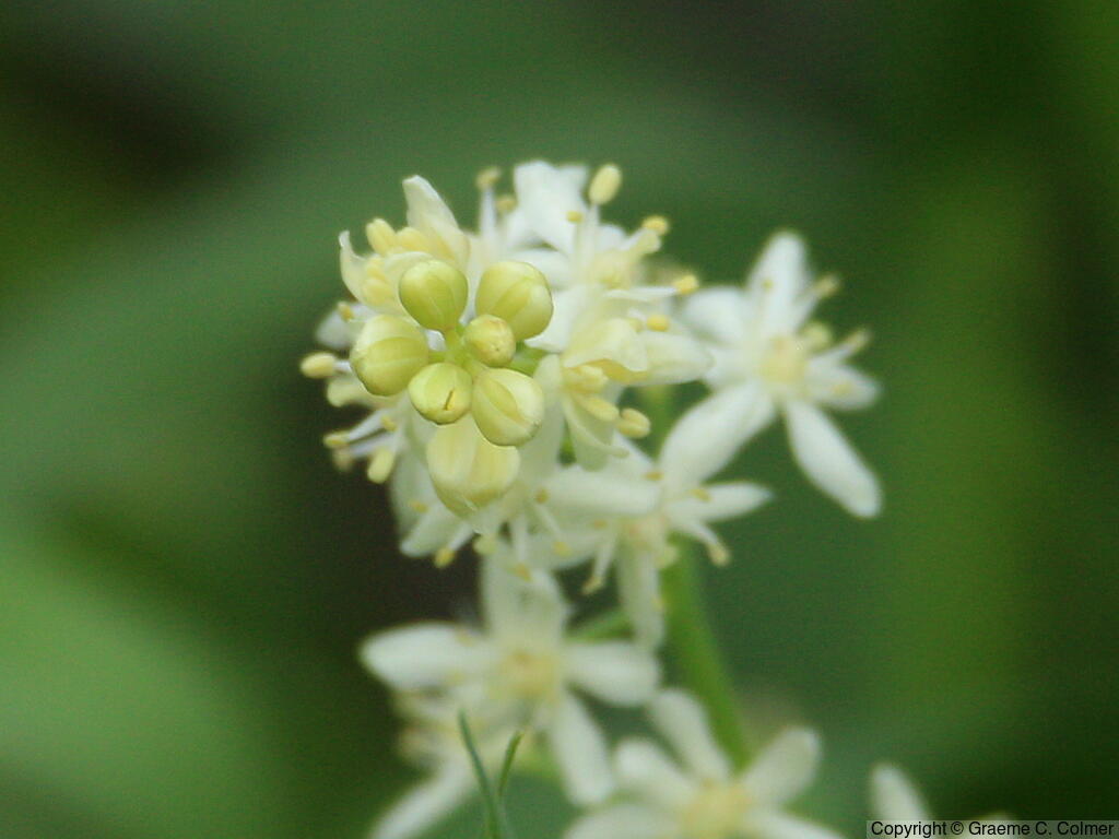 False Solomon's Seal (Maianthemum stellatum) - False Solomon's Seal